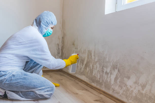 Black mold inspection in Westwood